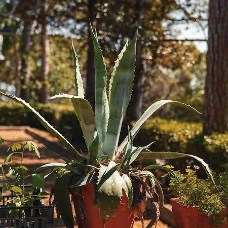 شقة Liber بيزارو